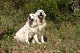 GOLDEN RETRIEVER 1111